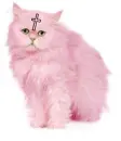 kitty