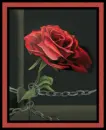 Chained Rose
