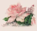 Peach Rose