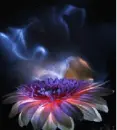 Fantasy Flower