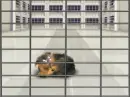 Broken Paws Kennel
