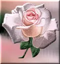 Pink Rose