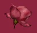 Red Rose