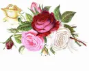 Rose Variety