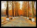 the  lonely road