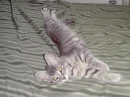 Fuzzy the cat