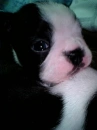 bostonterrier