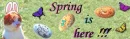 Spring flowers kitty