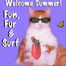 summer kitty