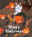 happy halloween kitty