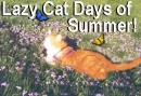summer kitty