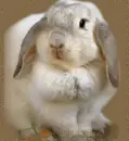 sweet bunny