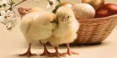 fluffy chicks