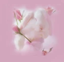 pink bunny