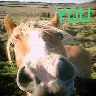 funny horse