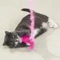 Cat playing with feathers