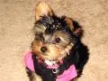 Cute yorkie (sugar)