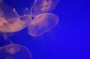 Jelly fish