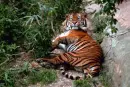 Nice kitty 