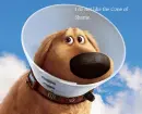 Cone of shame