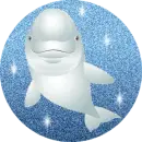 delfin dolphin