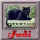 Judi