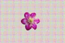 pink rose