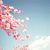 spring ^^