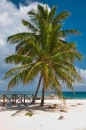 Palm Tree