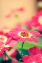 pink flowers