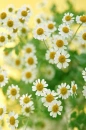 daisys'