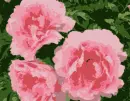 Pink Peonies