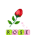 Rose