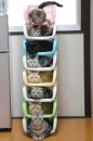 cats