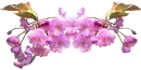 pink flowers