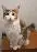 CuteCat