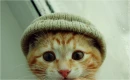 cute kitty