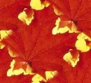 Autumn Leaves - background
