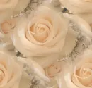 Roses - background