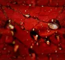 Autumn Beaded Leaves - background