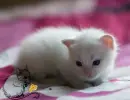 cat and mouse