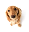 CUTE  DOG