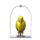 periquito amarillo