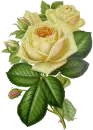 Yellow Roses