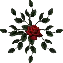 Red Rose