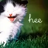 KittyCat