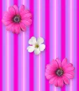 Pink Flowers and Stripes Background