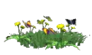 Butterflys