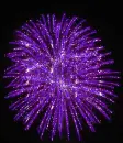 Purple Fireworks
