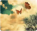 butterfly